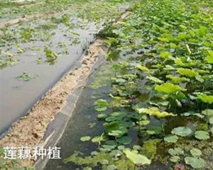 藕池專(zhuān)用膜